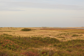 Cape Cod