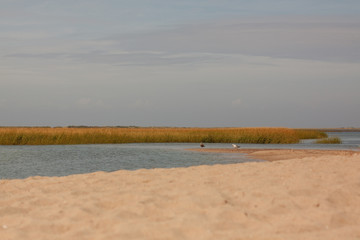 Cape Cod