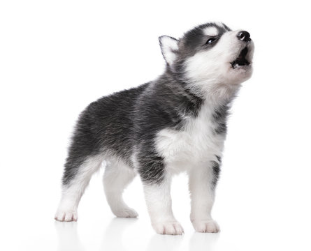 Cute little husky puppy isolated on white background