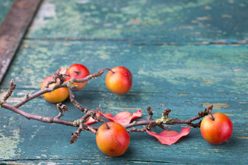 Herbst -  Zieräpfel auf Holz