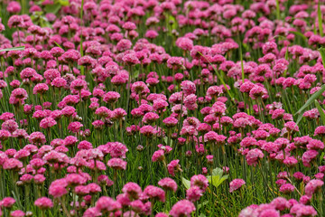 Fototapeta premium Pink flowers
