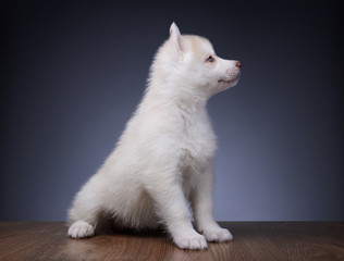 Cute little puppy of siberian husky