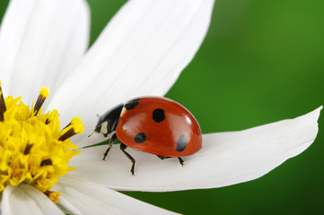 ladybug