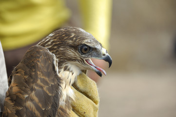 Common buzzard (Buteo buteo)