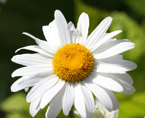 Obraz premium White Daisy flower large photographed