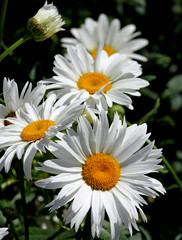Fototapeta premium large white flower daisies with pure white petals