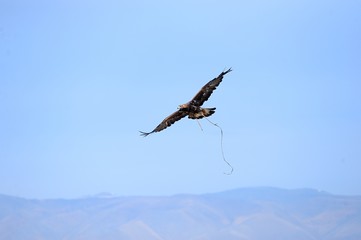 Eagle soaring over the steppe during the hunt.