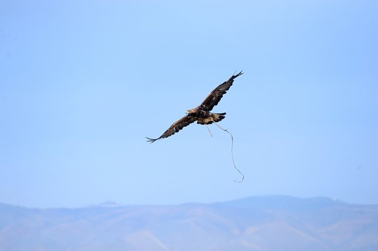 Eagle soaring over the steppe during the hunt.