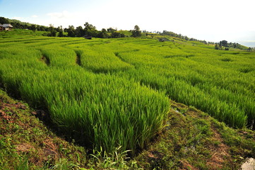 Fototapeta na wymiar Rice Paddy Fields at Sunset