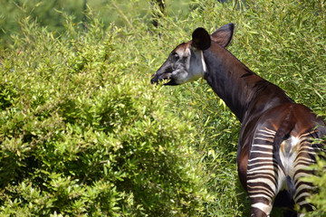Okapi in the vegetation - obrazy, fototapety, plakaty