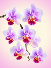 Fototapeta na wymiar orchid on the color background