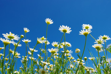 White camomiles