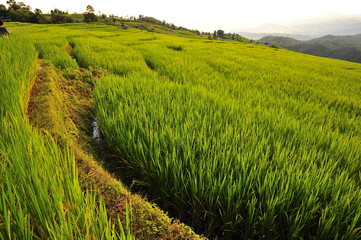 Rice Paddy Fields at Sunset