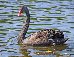 Naklejka premium Black swan