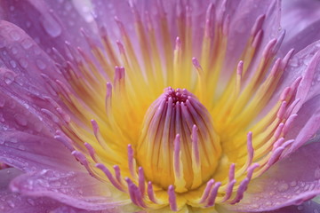 Plakaty  Kwiat lilii wodnej z kroplą deszczu