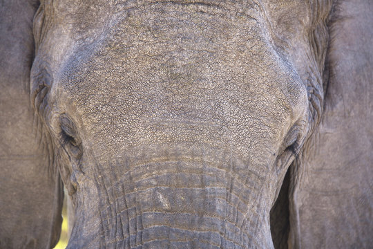 Wild African elephant frontal skin