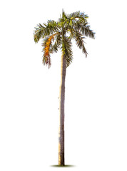 Palm tree. Vector illustration