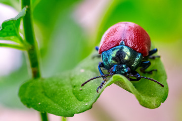 Chrysolina polita hiding behind a leaf