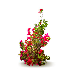 Plant with flowers and leaves. Decorative tree. Vector