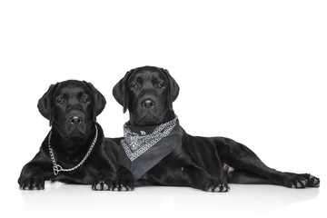 Black Labrador puppies