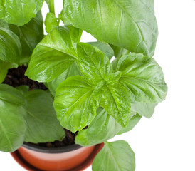 Basil plant in pot