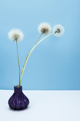 Dandelion and thistle seeds bouquet on table 