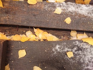 жёлтые листья