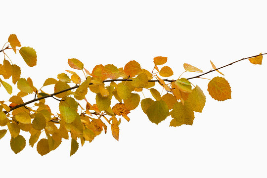 branch with autumn yellow leaves isolated