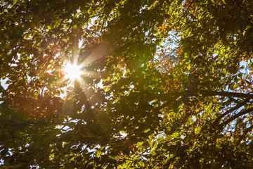 Obraz premium Herbst Sonnenschein 