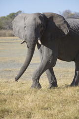 Fototapeta na wymiar African elephant bull walking