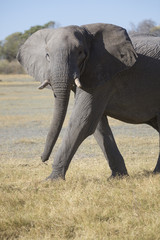 Fototapeta na wymiar African elephant bull walking