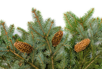 spruce branches with cones