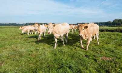 Fototapeta premium Curious cows in a row