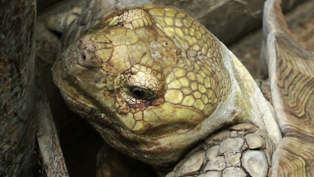 The Turtle
