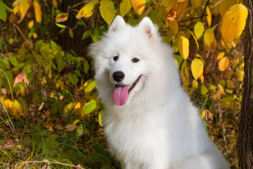 Dog breed Samoyed