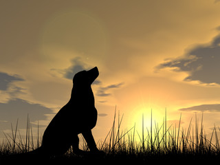 Dog silhouette in grass at sunset