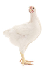 white hen