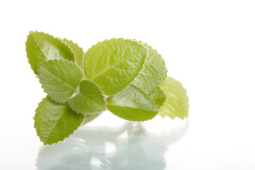 mint leaves isolated on white background