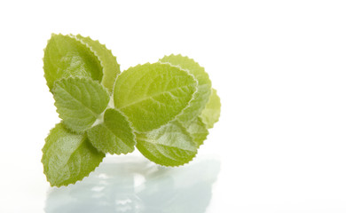 mint leaves isolated on white background