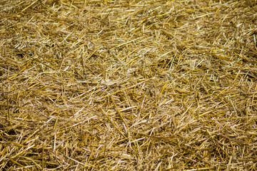 Fresh clean bed of straw.
