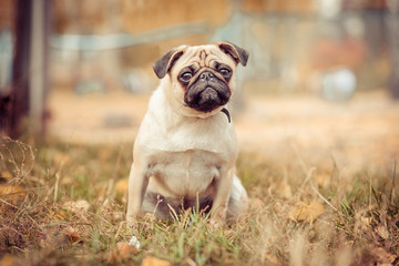 Obraz premium dog