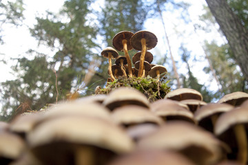 Grzyby na pniu w lesie © Szymon Gryko