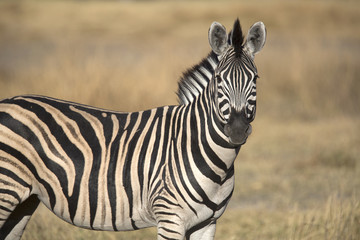 Fototapeta na wymiar Portrait of wild zebra