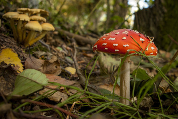 Muchomor w lesie © Szymon Gryko