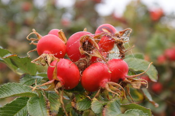 Hagebutte im Frühtau
