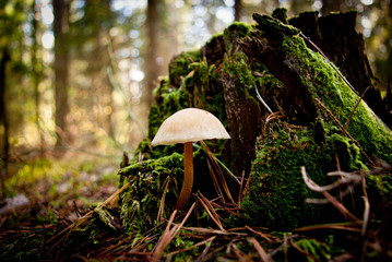 Grzyby przy pniu w lesie © Szymon Gryko