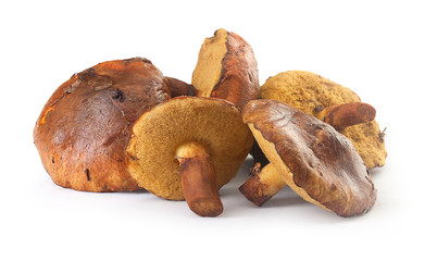 Annulated boletus