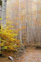 forest in autumn