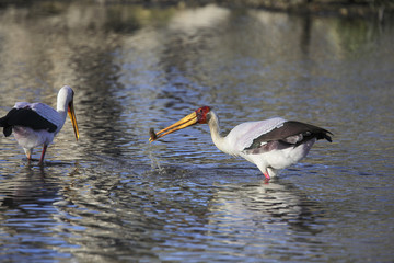 Fishing yellow-billed stork