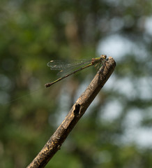 Libellule © Marylène